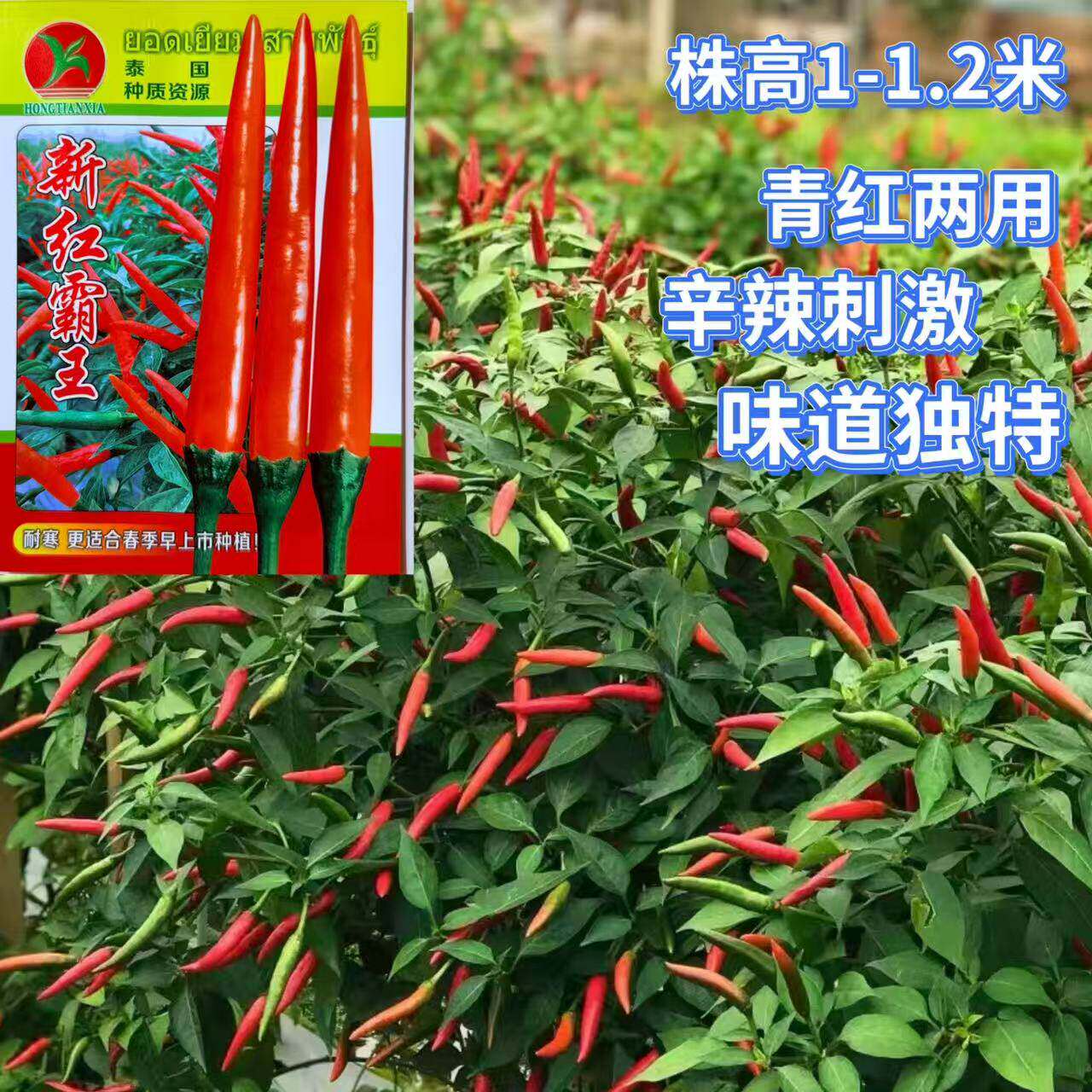 新红霸王青红两用朝天椒种子高产抗病种籽大田基地春秋季播种孑