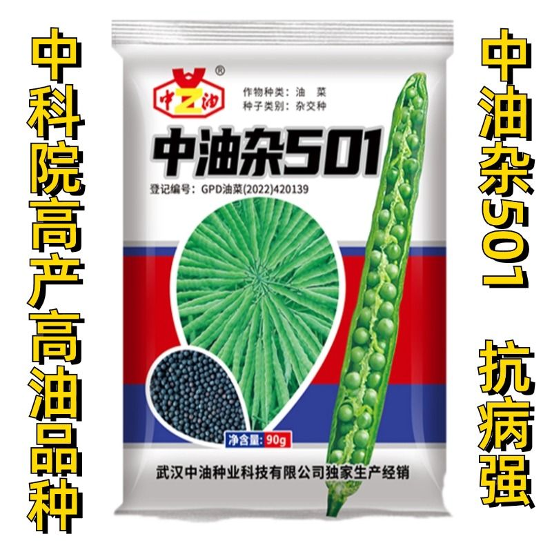 正品中油杂501油菜种子 优质高产高油杂交油菜种子黑色油菜种子