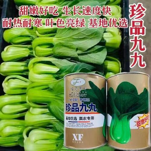 晓富蔬菜种籽珍品九九青梗菜种子甜嫩好吃小油菜种籽基地专用青菜