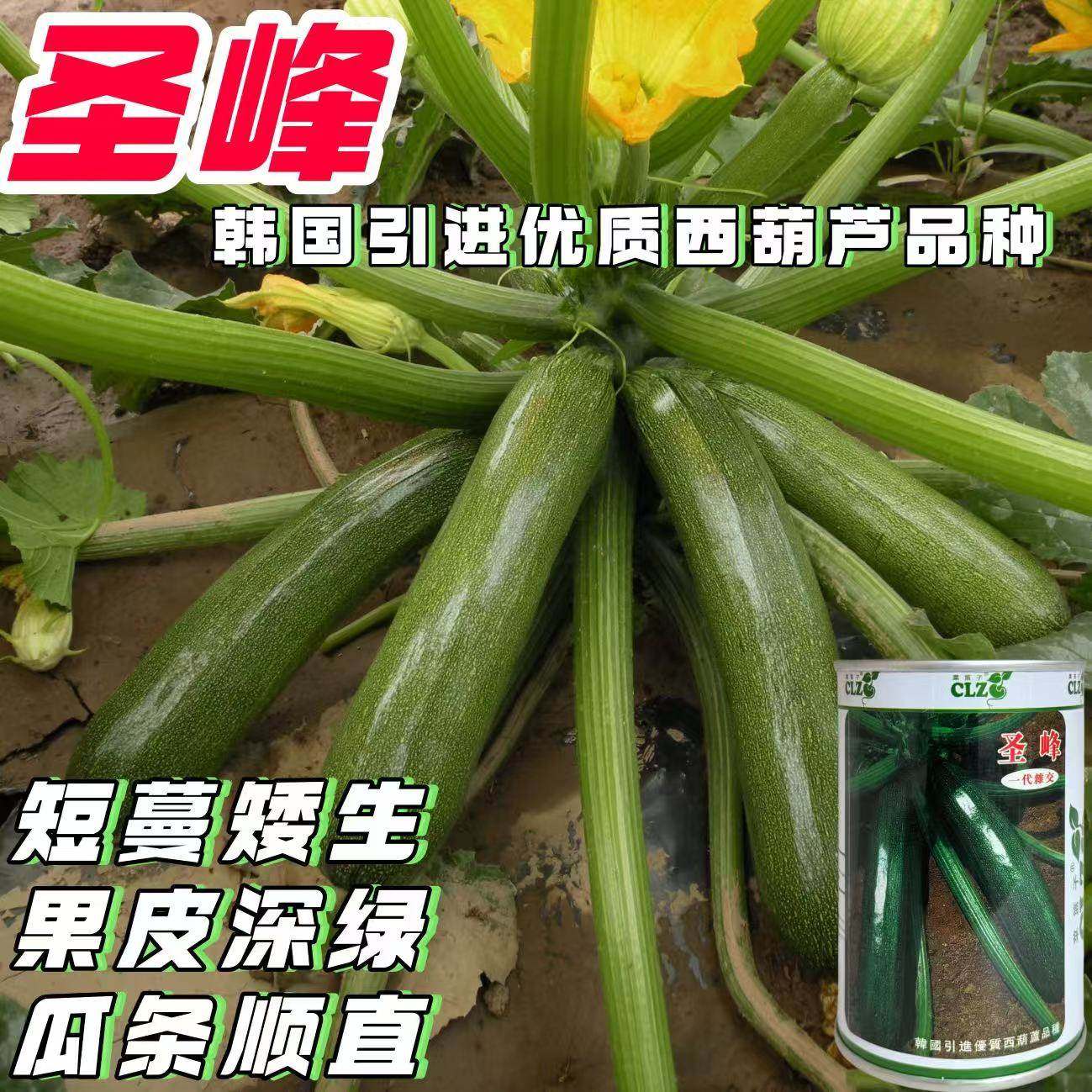 正品圣峰西葫芦种子 短蔓角瓜种籽深绿色耐寒高产抗病春秋播种籽