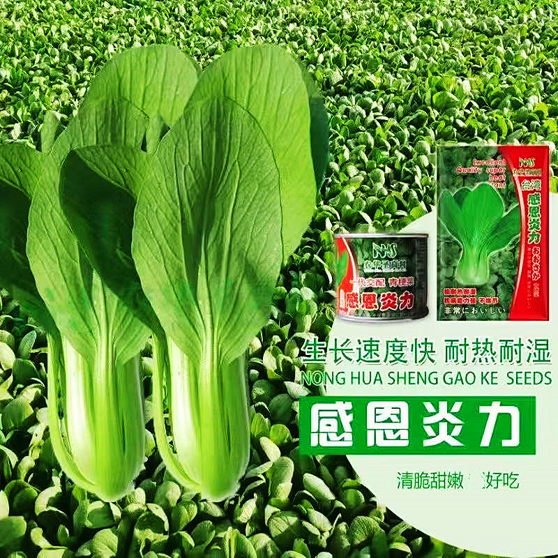 感恩炎力青梗菜种子亮绿速生抗热抗病农家春夏秋播种优选青菜种籽