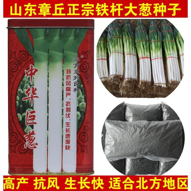 中华巨葱种子山东章丘四
