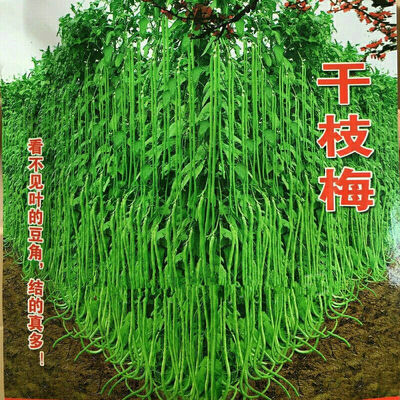 干枝梅摘不败高产特长豇豆种子