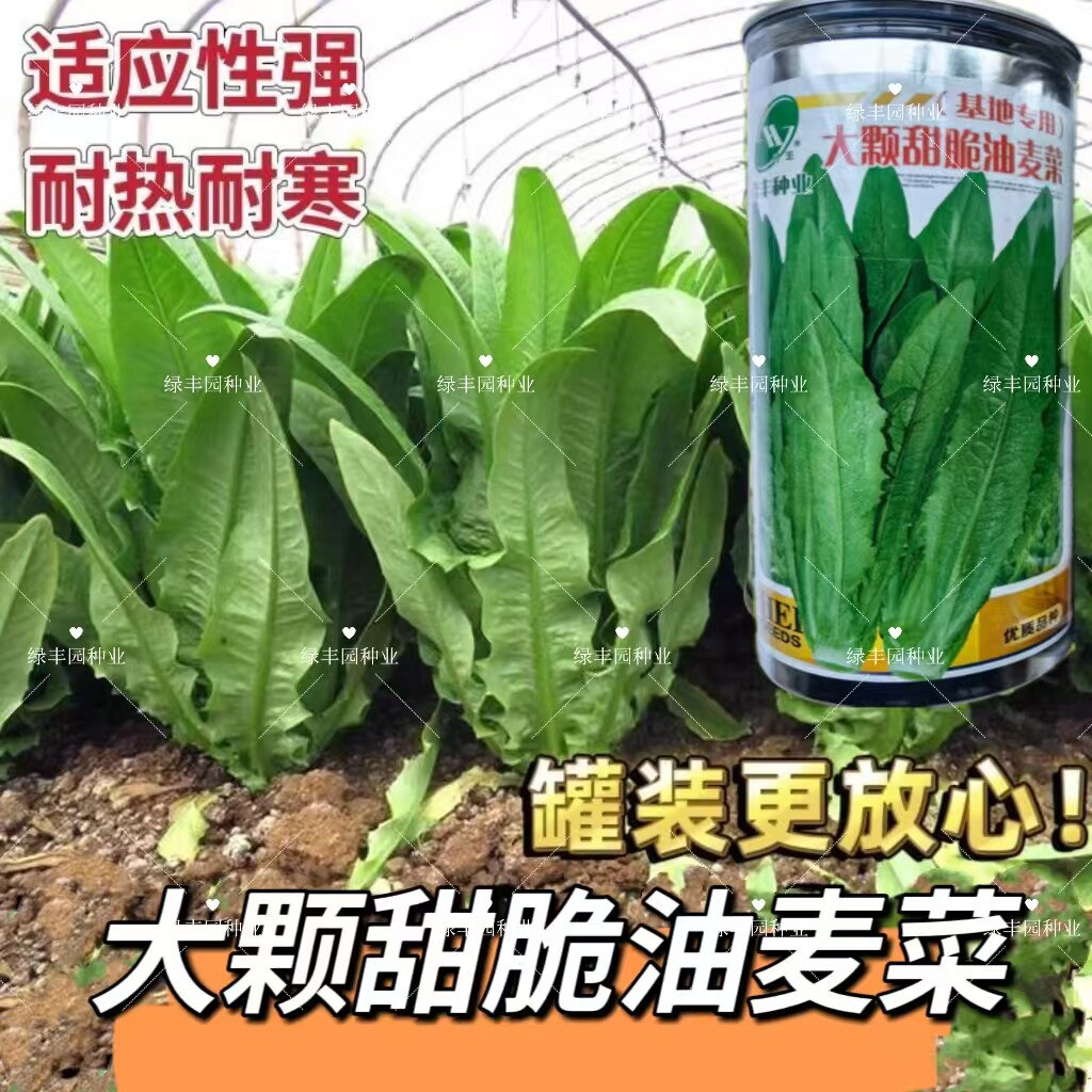 大颗甜脆油麦菜种子耐热耐寒四季无斑香油麦菜种子籽孑基地专用