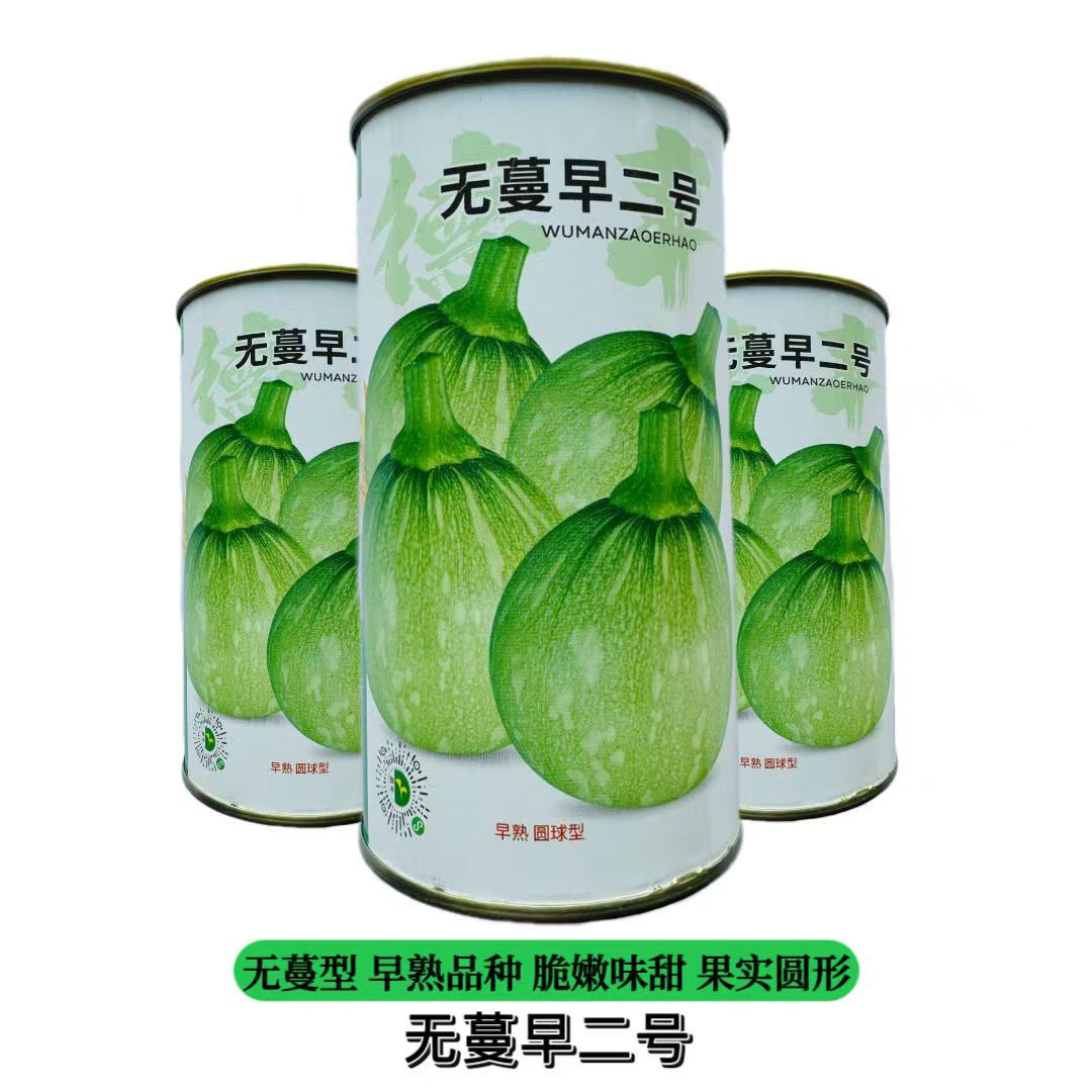 无蔓早二号 西葫芦种子 圆球型嫩南瓜种子花皮肉质鲜嫩一串铃孑