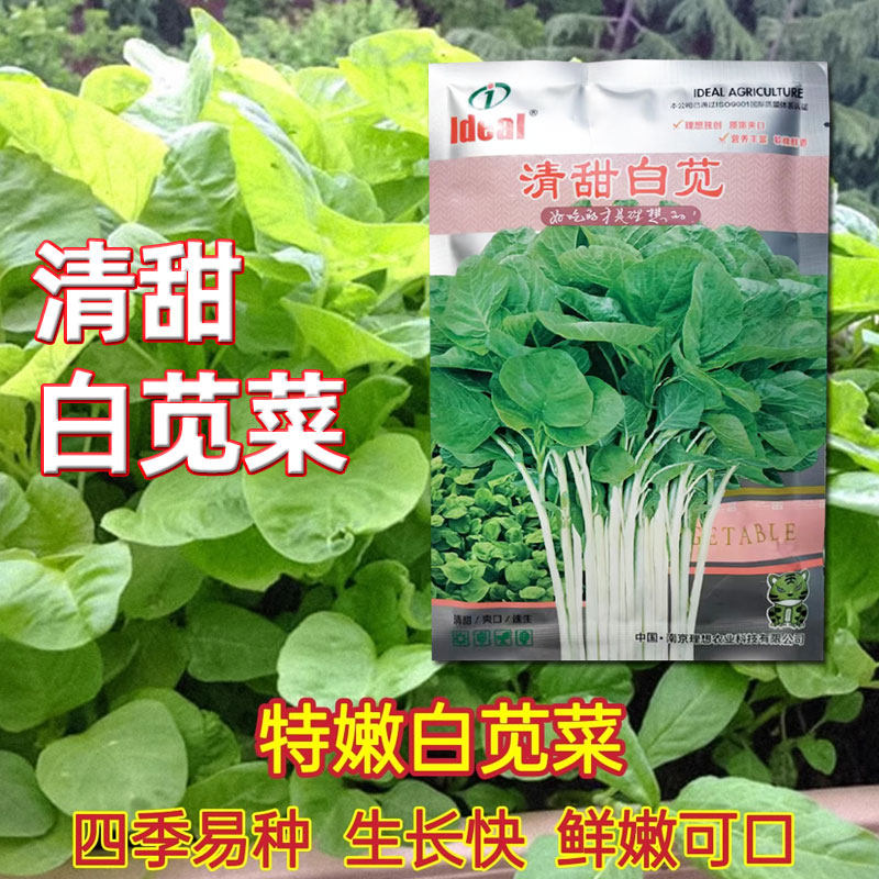 青甜白梗苋菜种子大圆叶