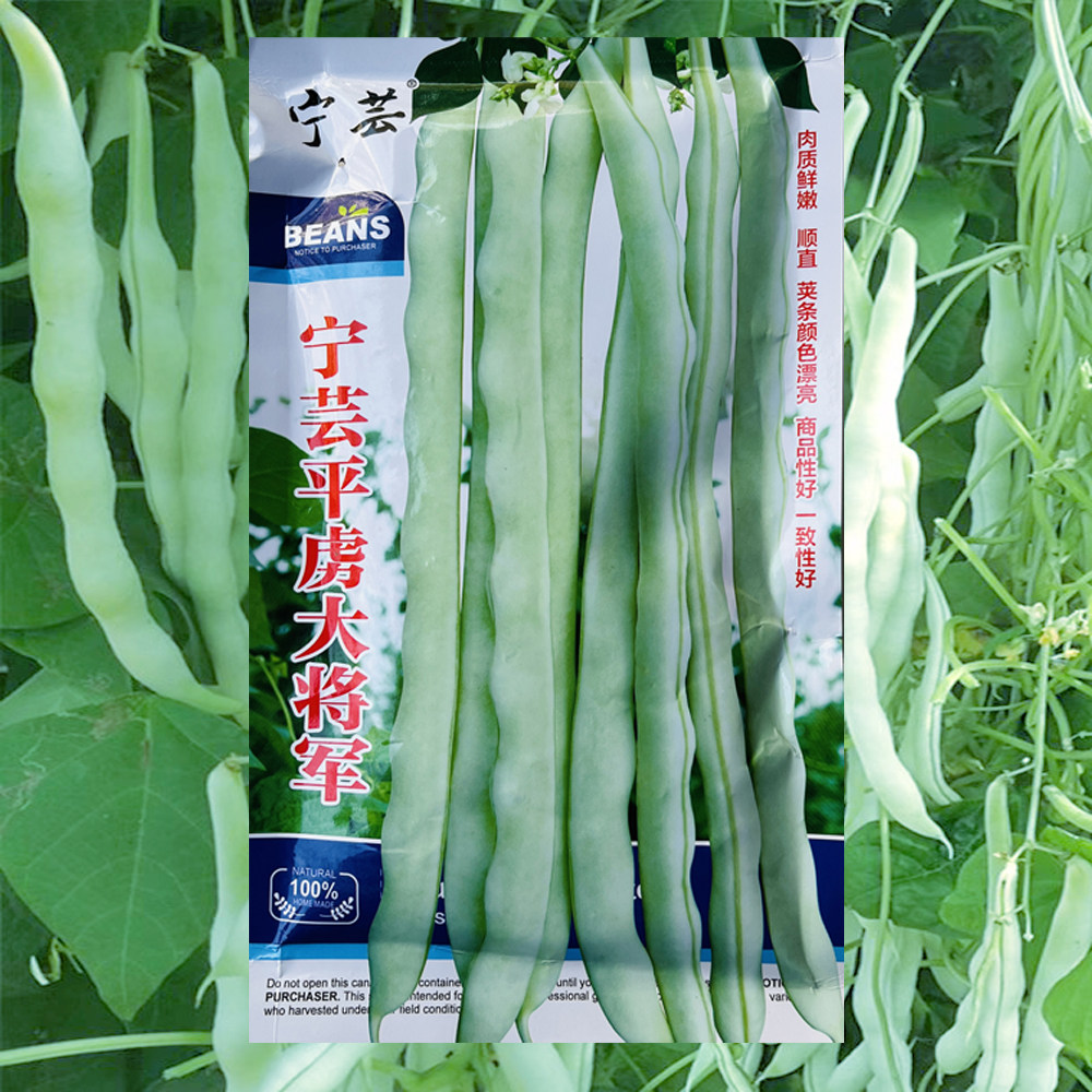 宁芸平虏大将军白芸豆种子高产豆角架豆四季豆种农家春秋蔬菜种籽