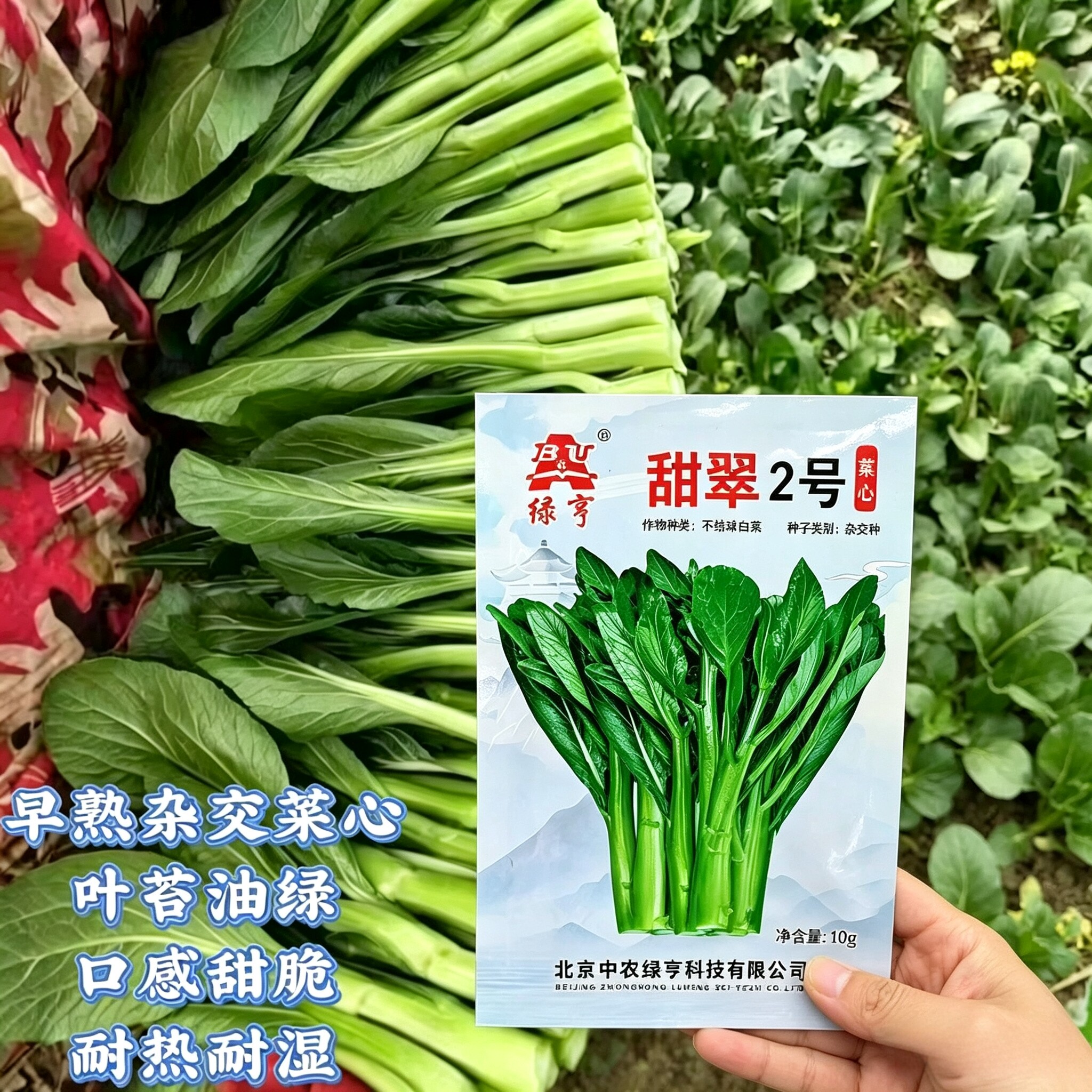 北京中农绿亨甜翠2号早熟菜心种子甜脆无渣广东四九菜心菜苔菜芯图片