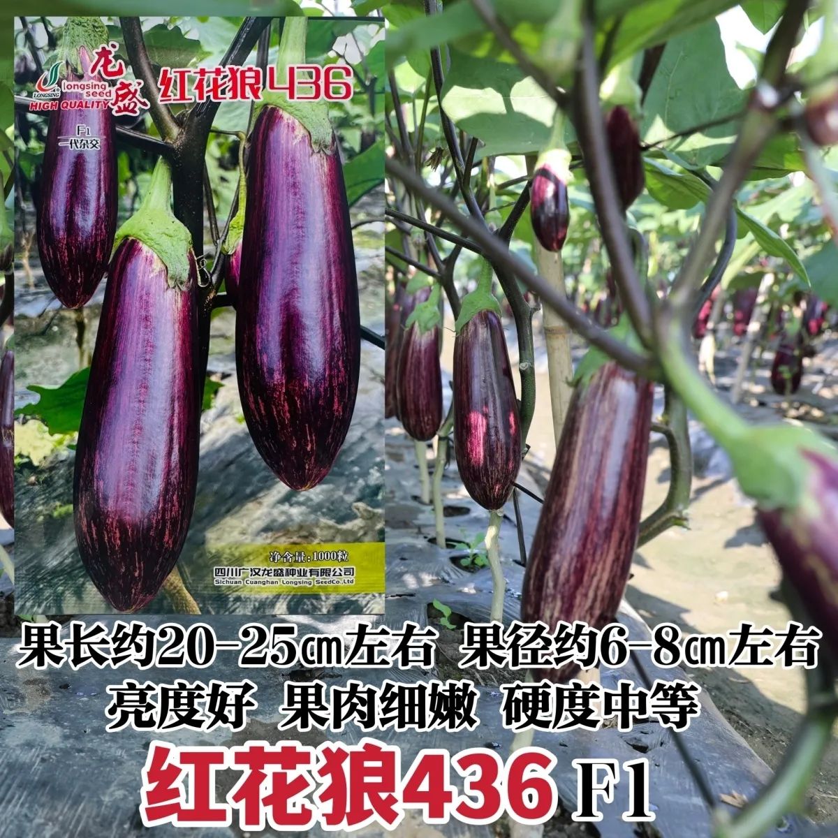 龙盛彩长茄种子红花狼436