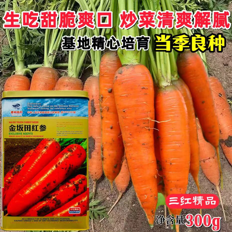 金坂田红参胡萝卜种子中早熟鲜食加工两用品种营养成分高肉质细嫩