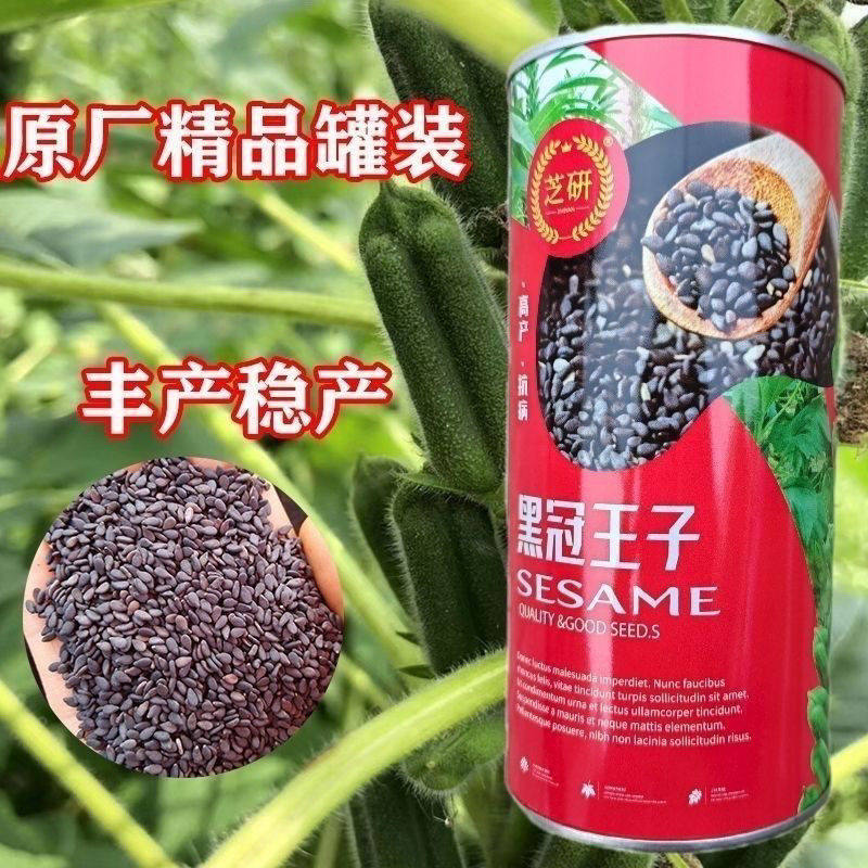 黑冠王子正宗黑芝麻种子八棱油麻高产矮杆早熟留种高油纯黑芝麻种