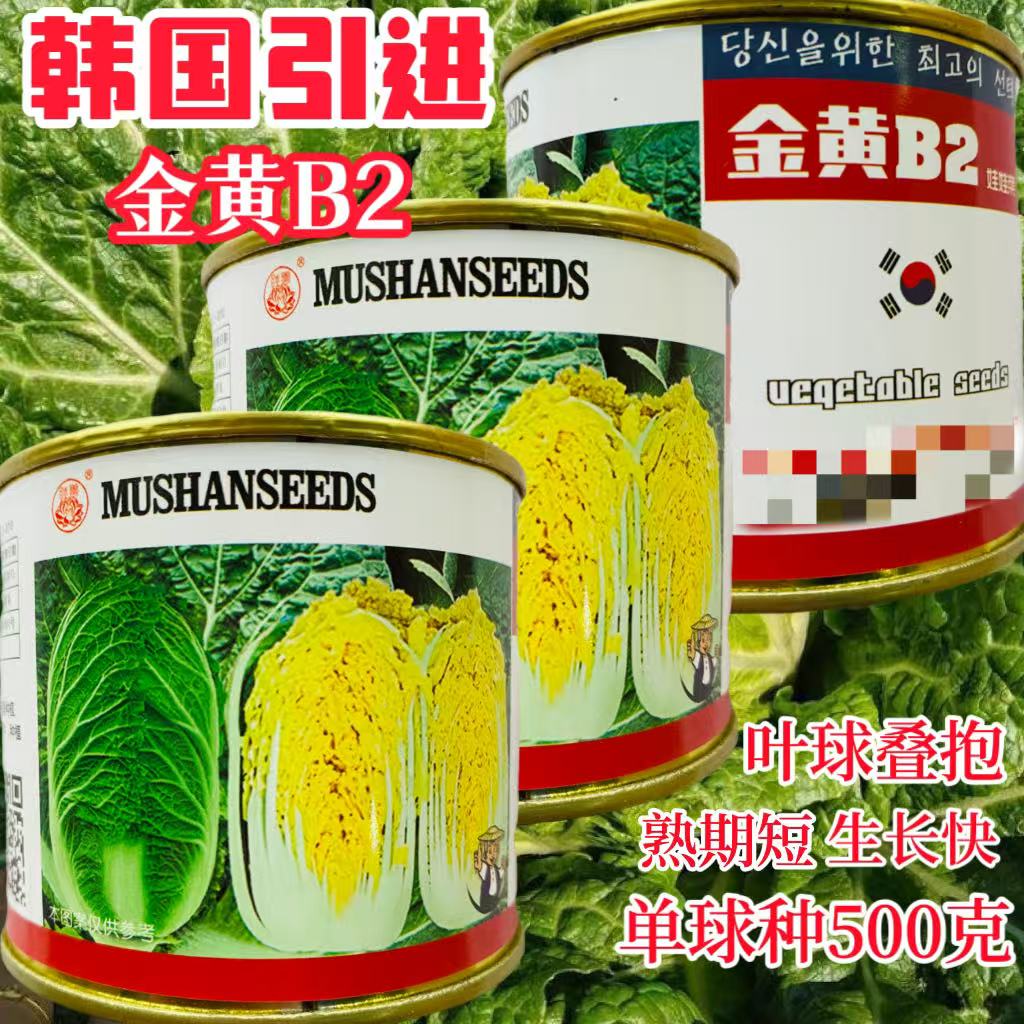金黄B2大白菜种子引进韩