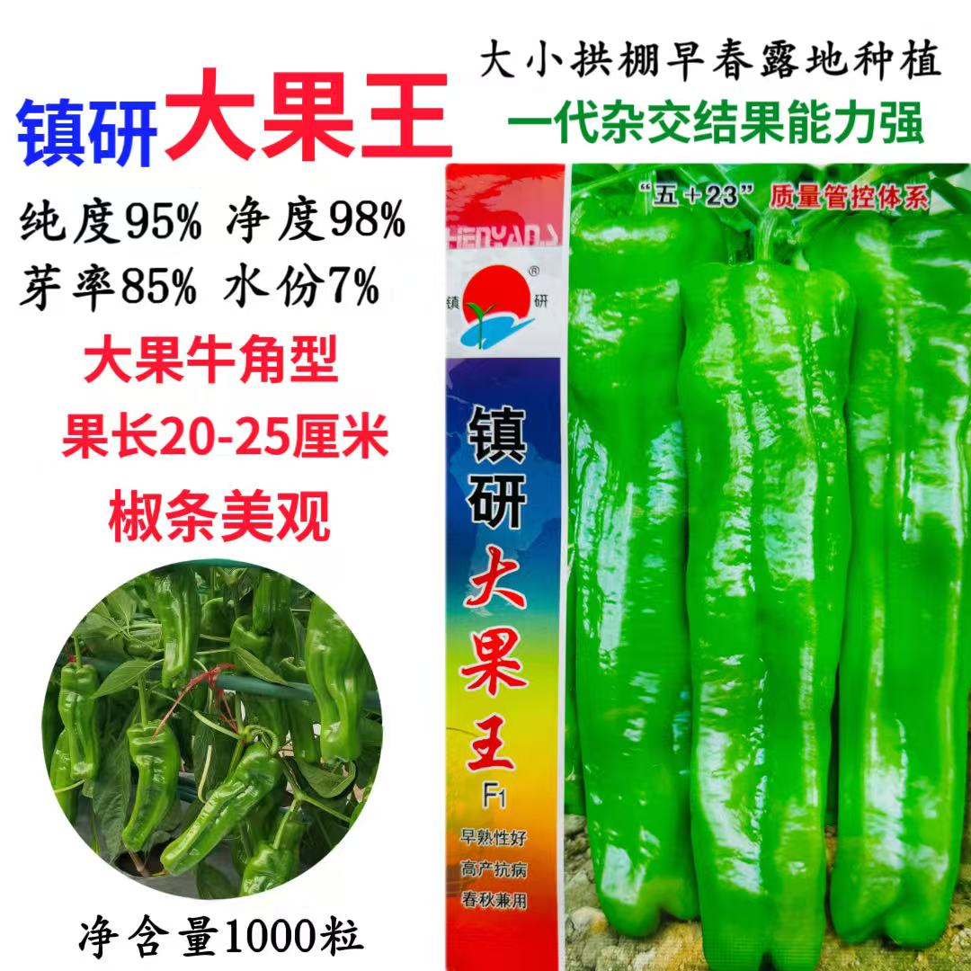 镇研大果王辣椒种子早熟大果牛角椒种籽春秋农田高产抗病抗逆性强