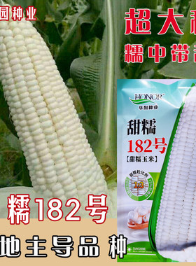 甜糯182白色甜玉米种籽甜糯玉米种子四季超甜粘农家糯春季夏种孑