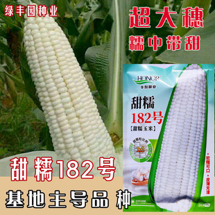 甜糯182白色甜玉米种籽甜糯玉米种子四季超甜粘农家糯春季夏种孑