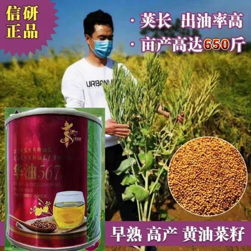 华油567油菜种子高产早熟高油率罐装油菜籽高产新品甘蓝型油菜