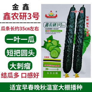 鑫农研3号黄瓜种子杂交种早熟强雌膨瓜快墨绿色瓜肉绿色耐低高温