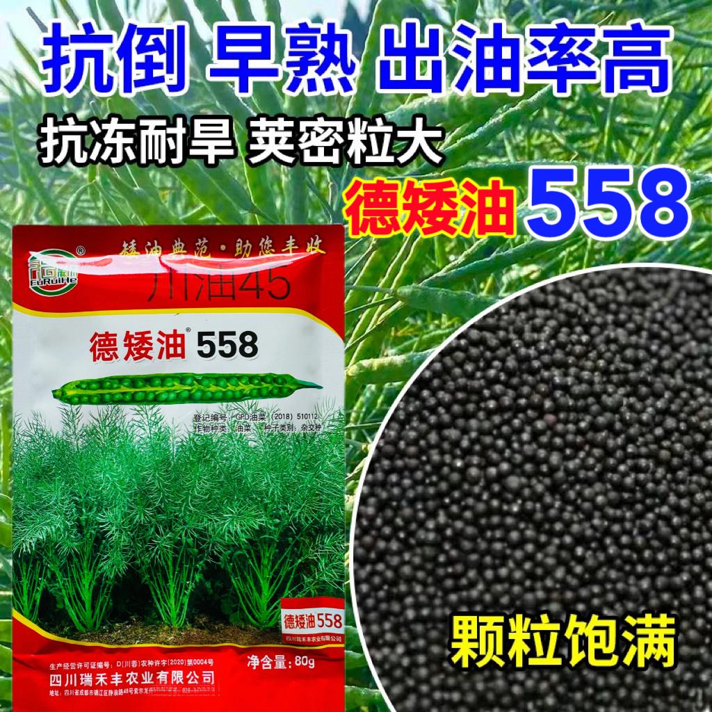 德矮油558 油菜种子矮秆抗病分枝多 大田秋播榨油籽油菜花种籽