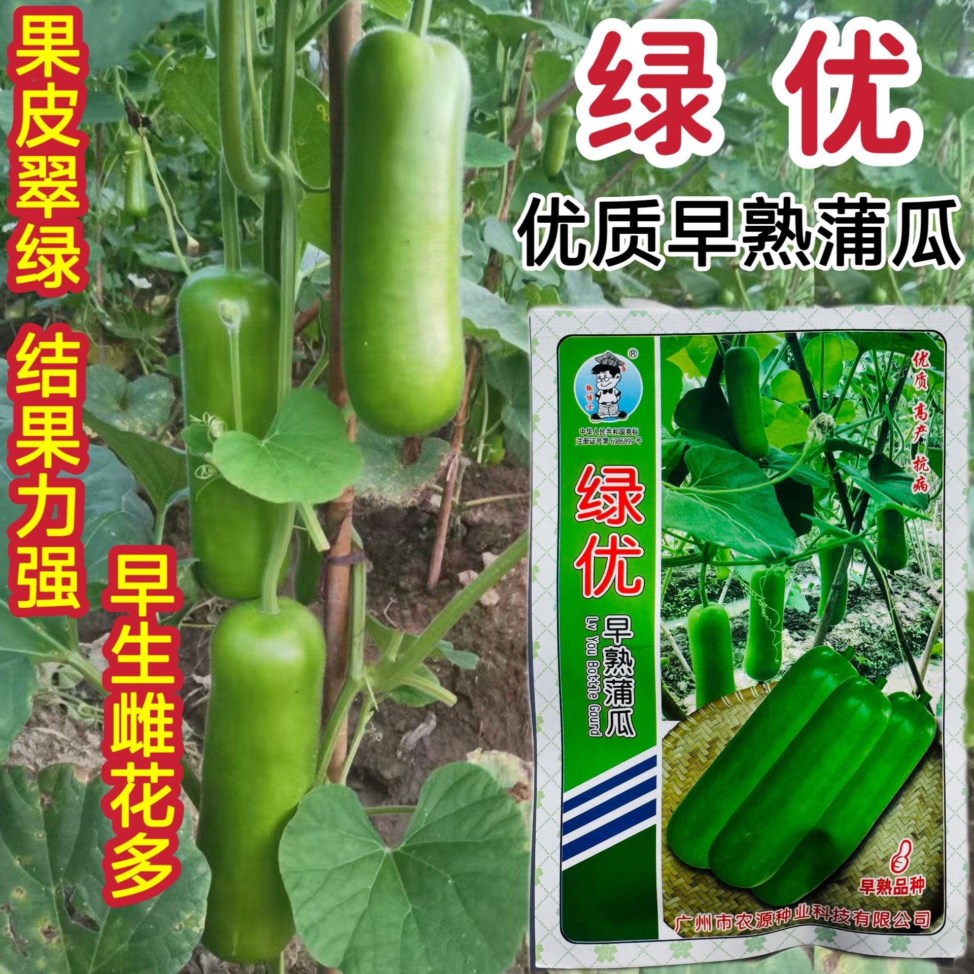 绿优早熟蒲瓜种子早熟短棒瓠瓜种子农家蔬菜种孑春秋季高产蒲瓜种