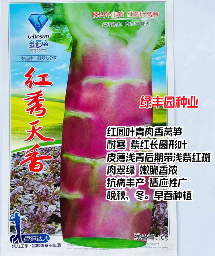 红秀天香莴笋种子高产抗病耐寒