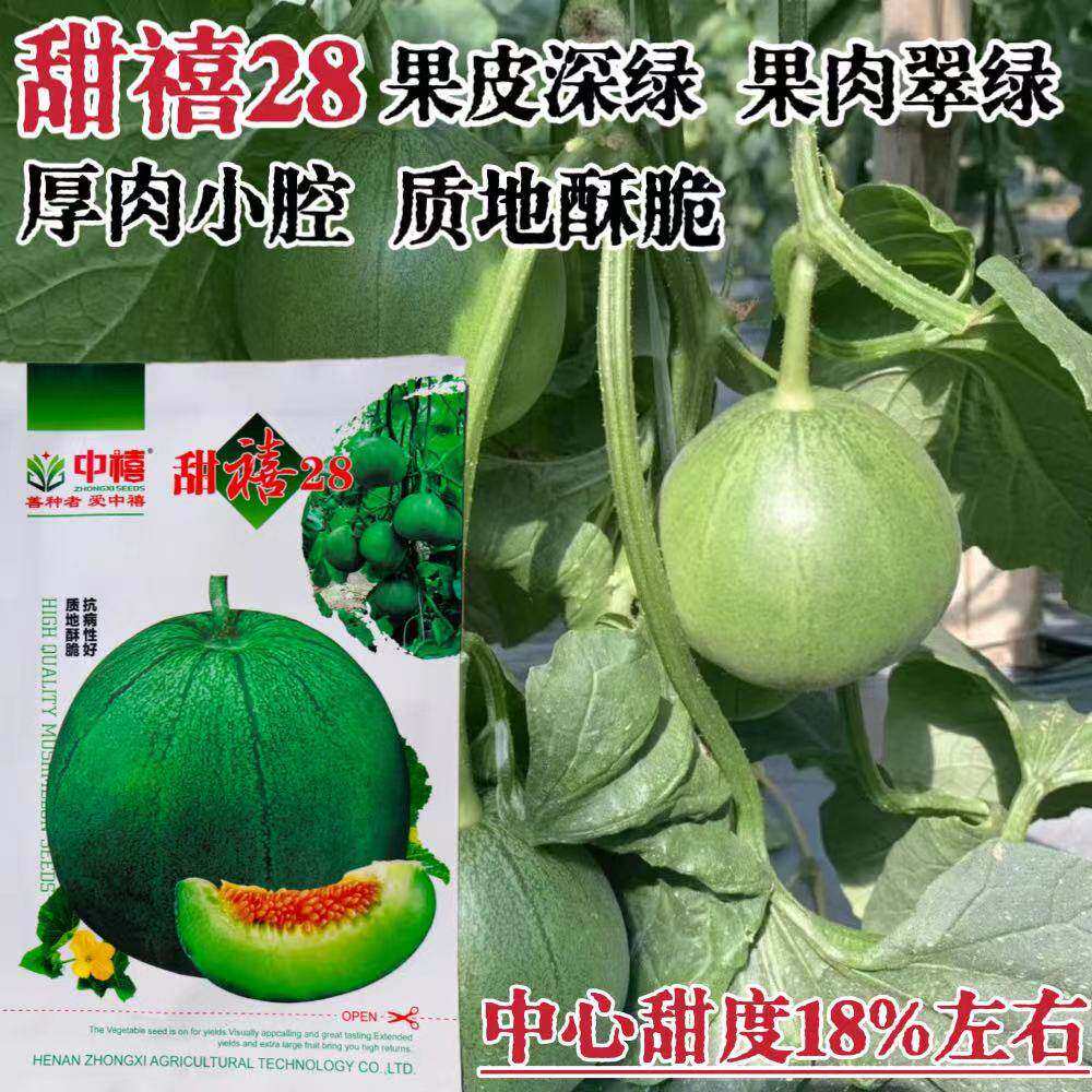 甜禧28甜瓜种子早熟高产抗病耐热耐寒香瓜种子绿宝石甜瓜种籽