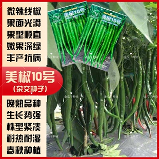 合丰美椒10号辣椒种子晚熟鲜食微辣长线椒种籽细长羊角椒蔬菜种子