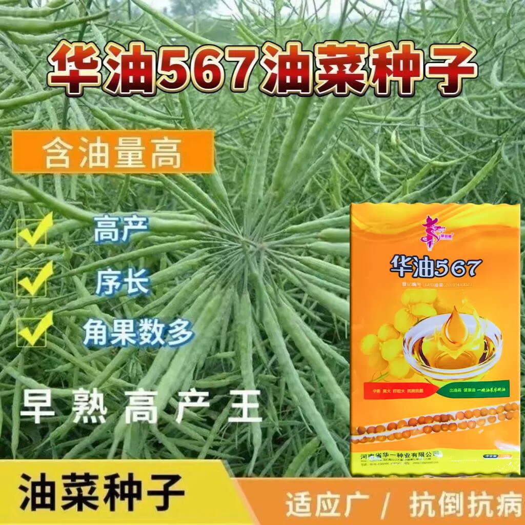 华油567高产油菜种子强分支抗病抗倒伏优质早熟油菜籽大田油菜种