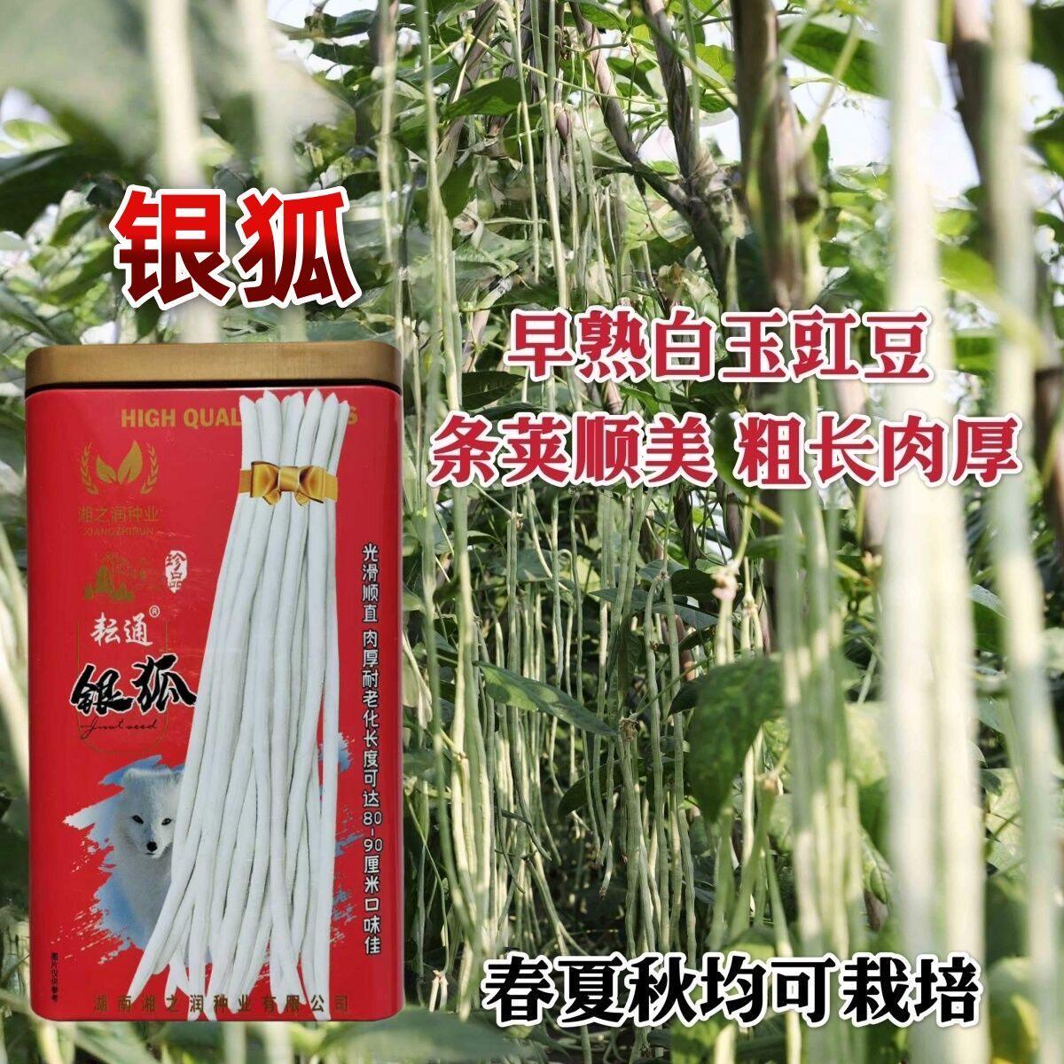 银狐白豆角种籽四季春季夏季耐热秋季蔬菜耐寒架豆长白豇豆种子孑