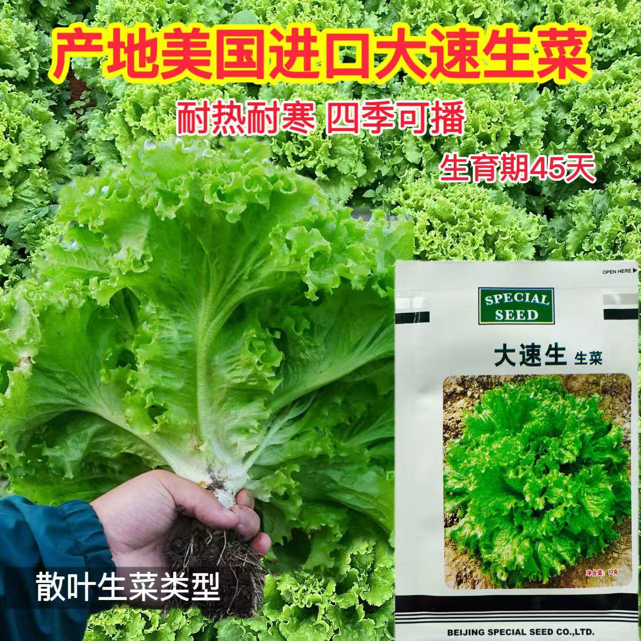 进口大速生生菜种子 可生吃散叶耐寒结球奶油生菜籽 高产蔬菜种子,鲜花速递/花卉仿真/绿植园艺,家庭园艺种子,淘宝优惠券,粉丝福利购,淘宝优惠卷