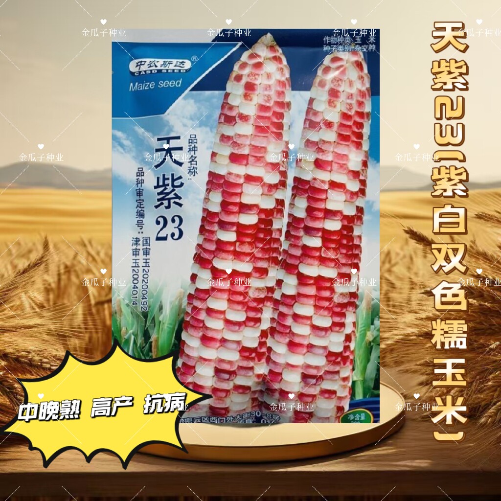 中农斯达天紫23号玉米种