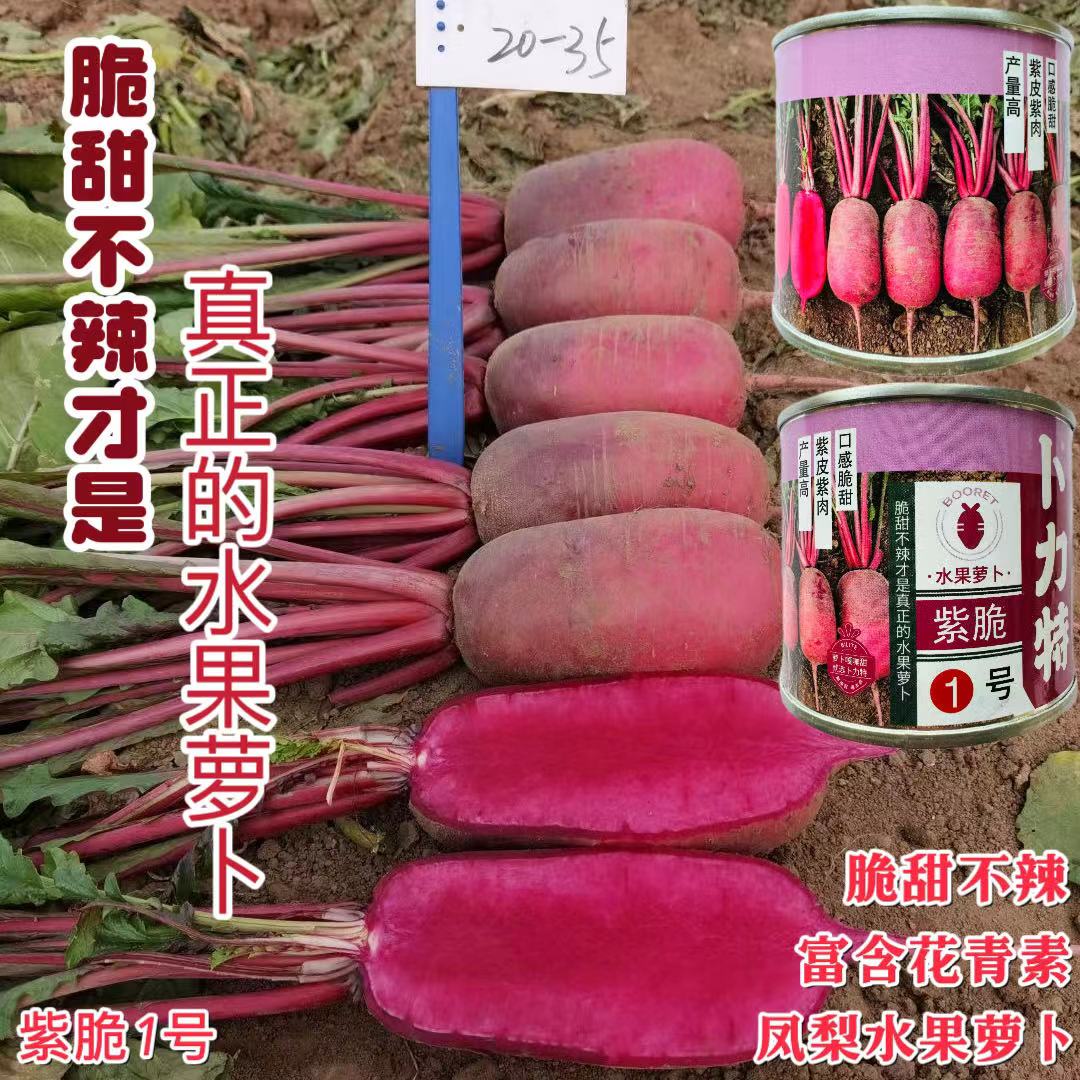 卜力特紫脆1号水果萝卜种子口感脆甜紫皮紫肉凤梨萝卜种籽耐储存