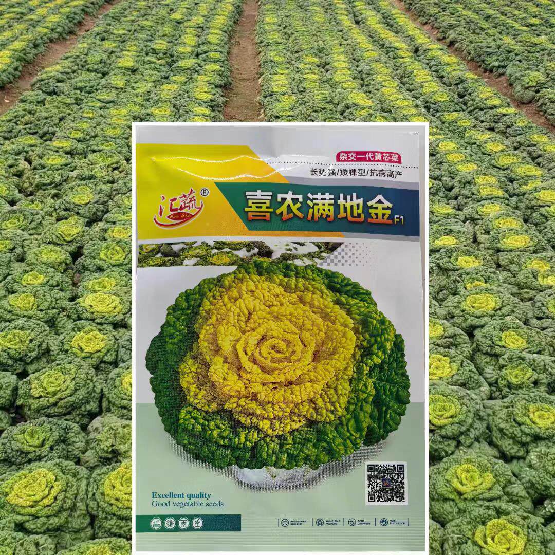 黄心乌塌菜种籽菊花秋季