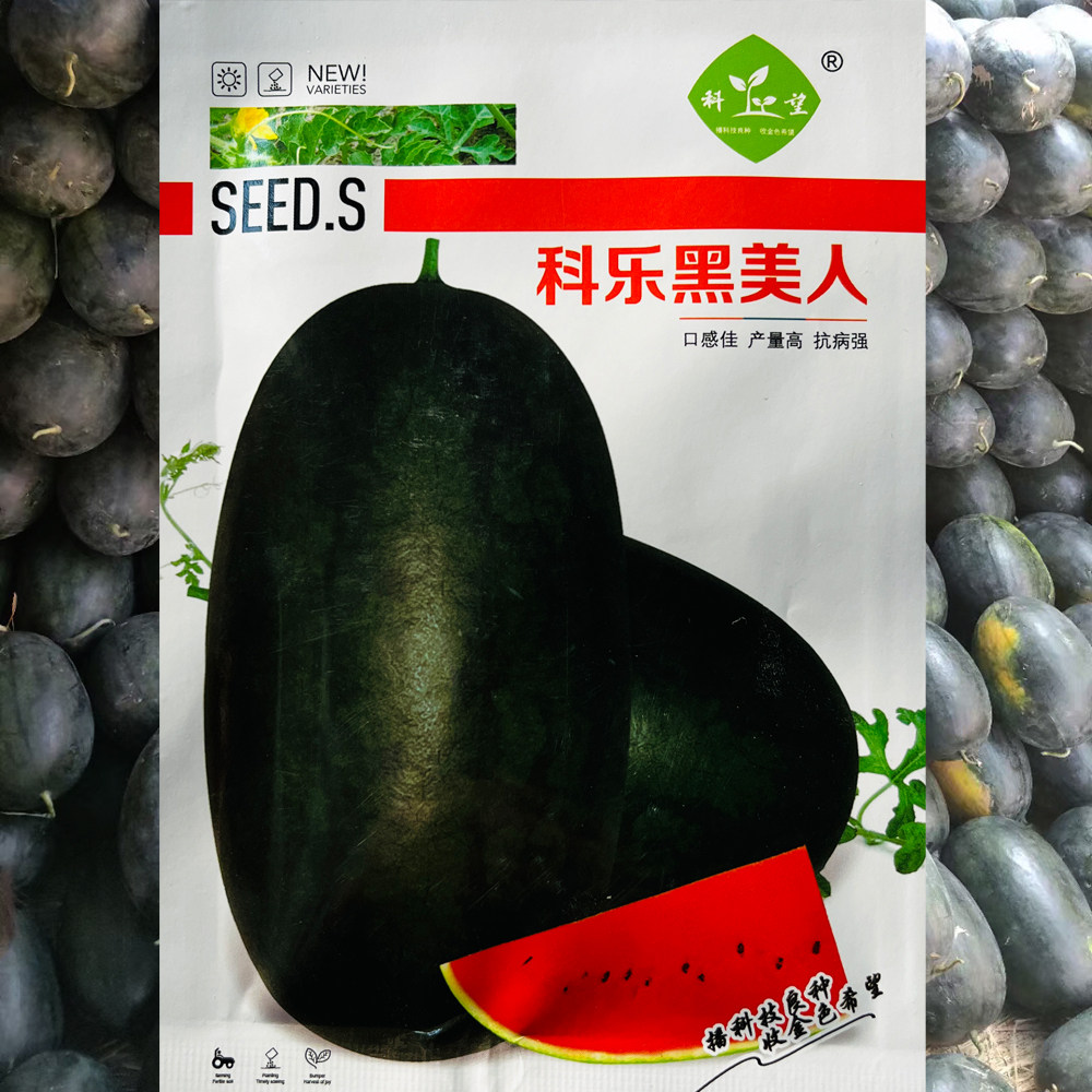 科乐黑美人种子早熟瓤质脆嫩不空心不倒瓤汁多味甜皮薄且韧西瓜籽