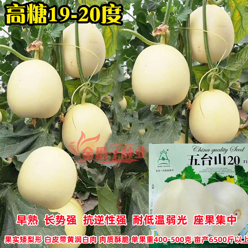 五台山20甜瓜种子早熟高产高甜薄皮香甜瓜种籽农家大田白皮甜瓜种