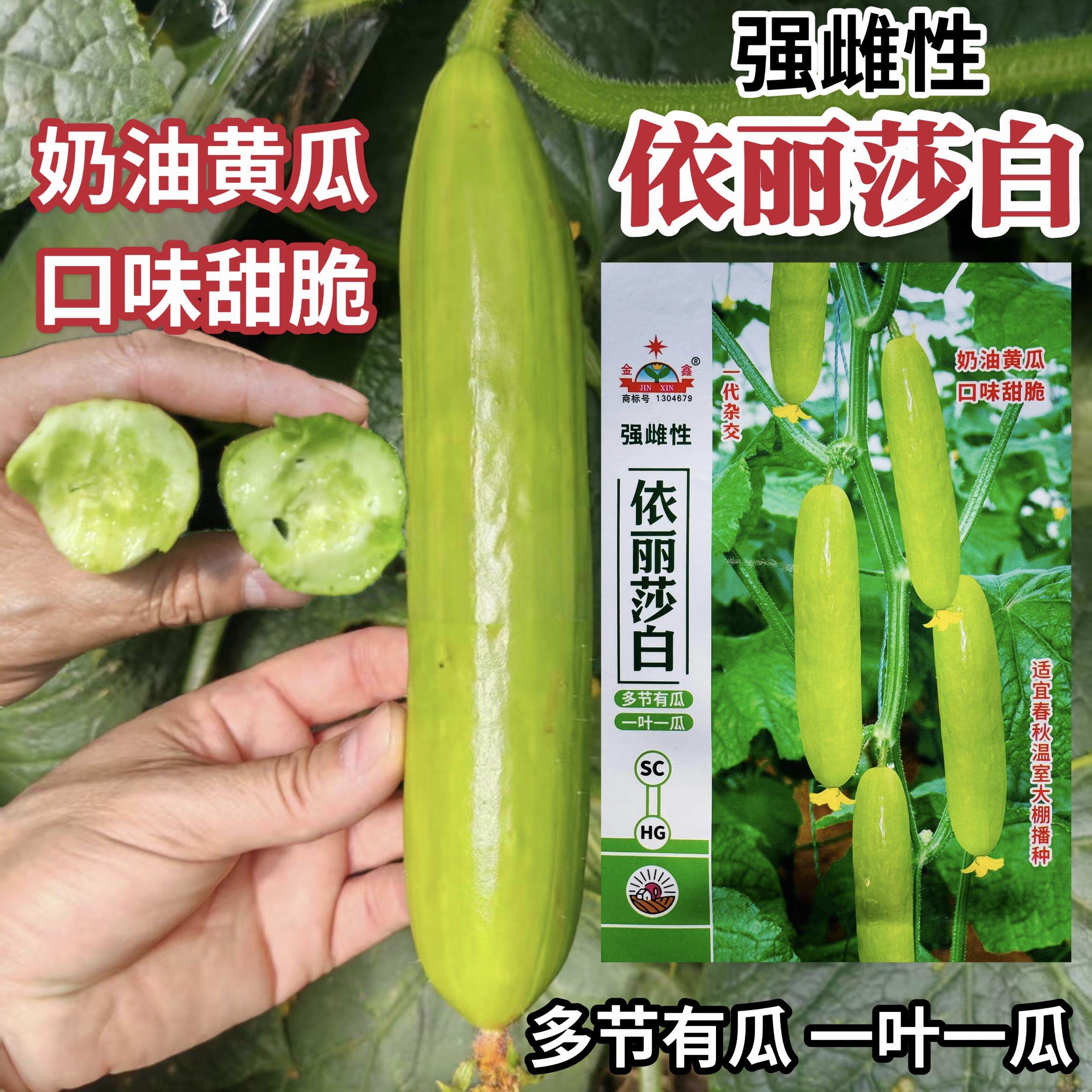 依丽莎白强雌性奶油黄瓜种子籽水果型瓜色黄白色耐热耐寒口感脆甜