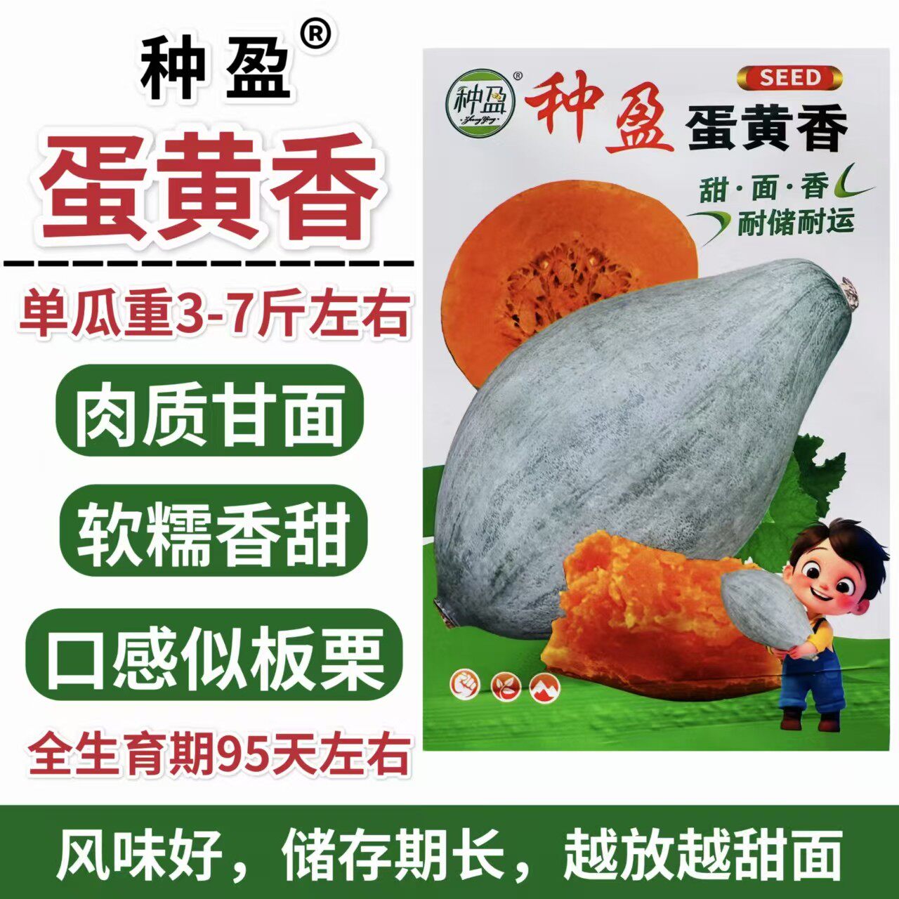 蛋黄香南瓜种子甜面香贵族南瓜四季种植板栗南瓜籽香甜软糯