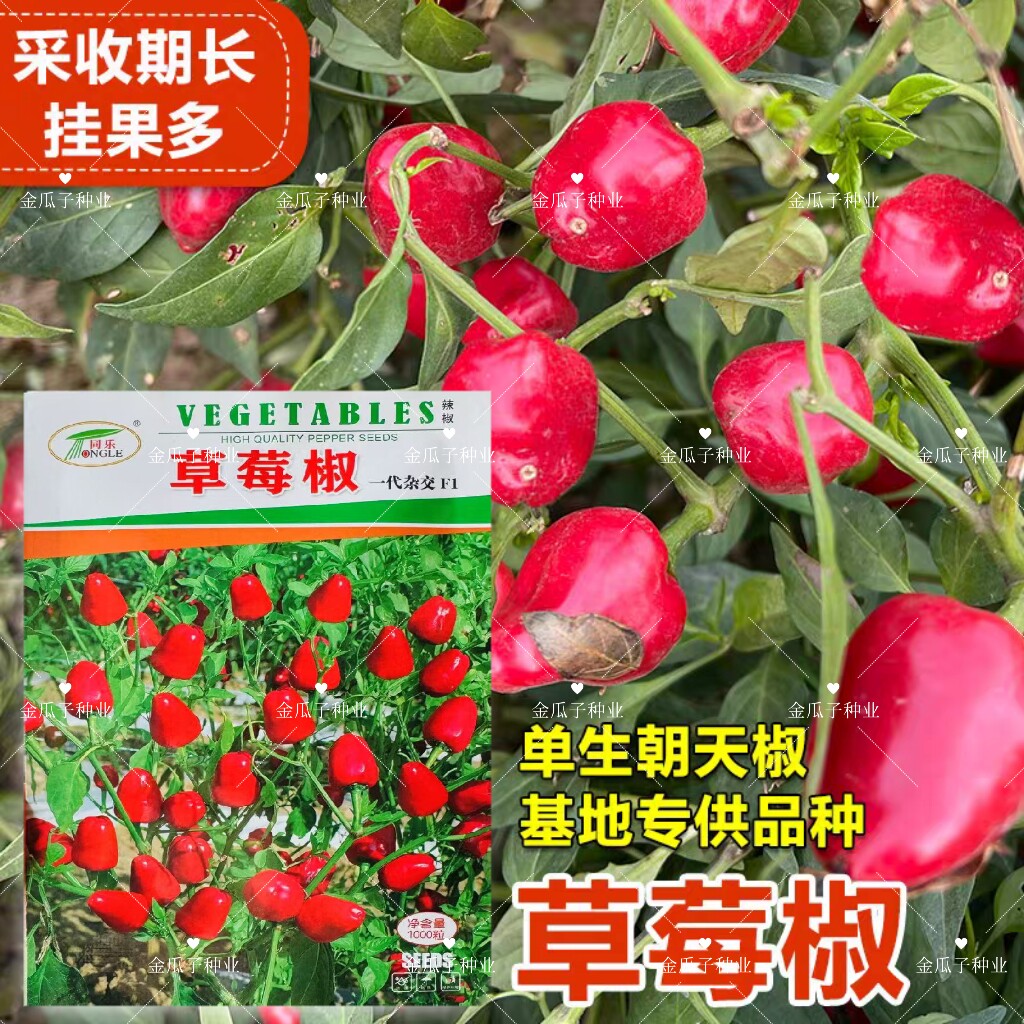 同乐草莓椒辣椒种子鲜艳浓辣多果高产耐热农家春秋播种精选椒种子