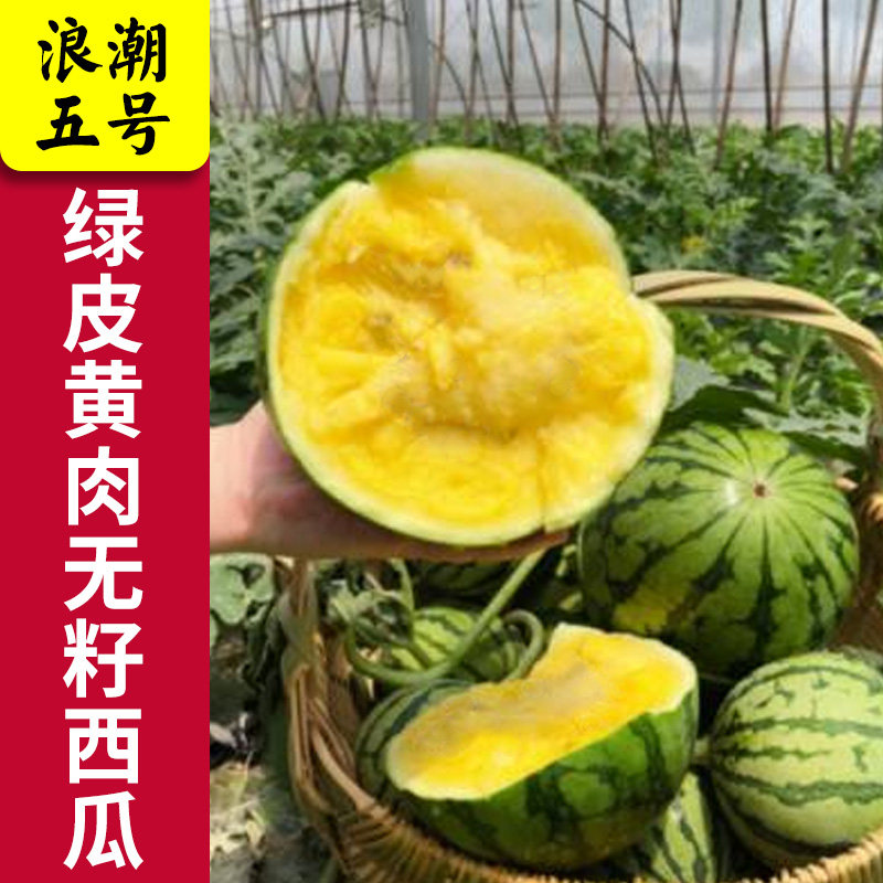 浪潮五号无籽西瓜种子 绿皮黄壤无籽西瓜种籽 高产抗病高甜大果