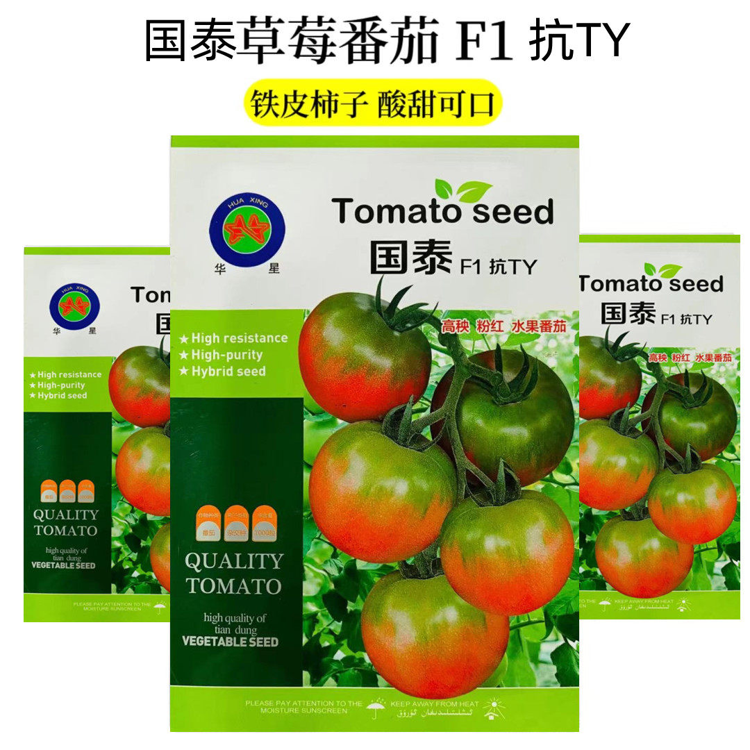 国泰草莓番茄高产铁皮柿子抗TY