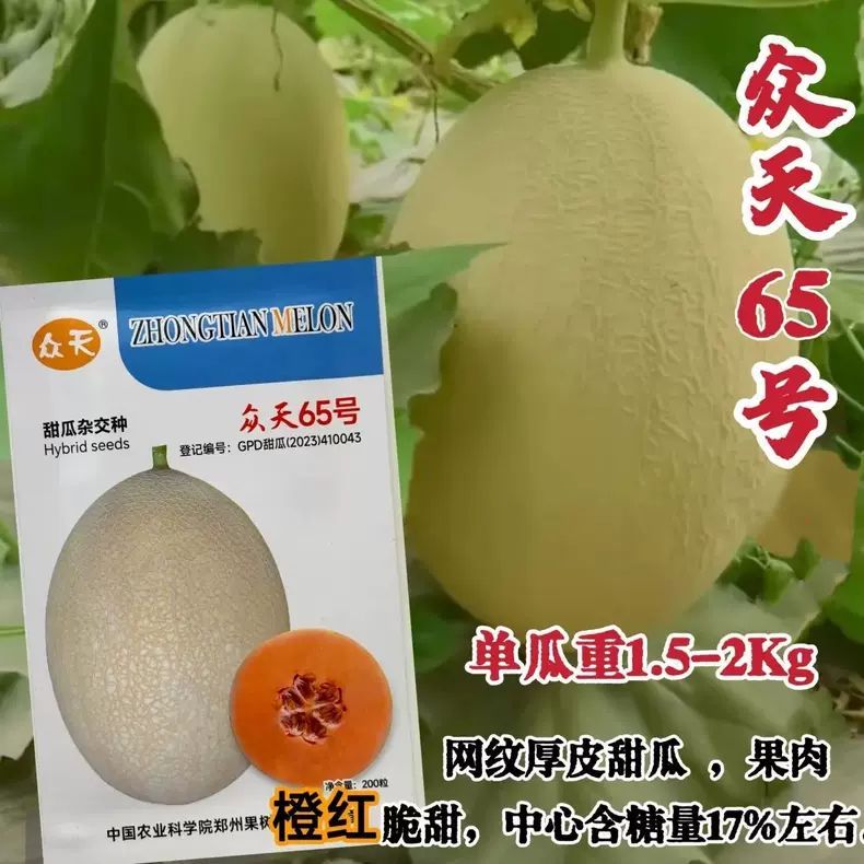 众天65网纹甜瓜种子中熟厚皮香甜瓜高产抗病香甜爽脆优质杂交甜瓜