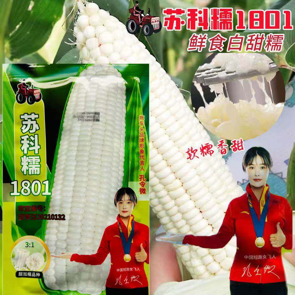 苏科糯1801甜糯白玉米种子鲜食糯玉米种籽黏甜好吃高产抗病粘玉米