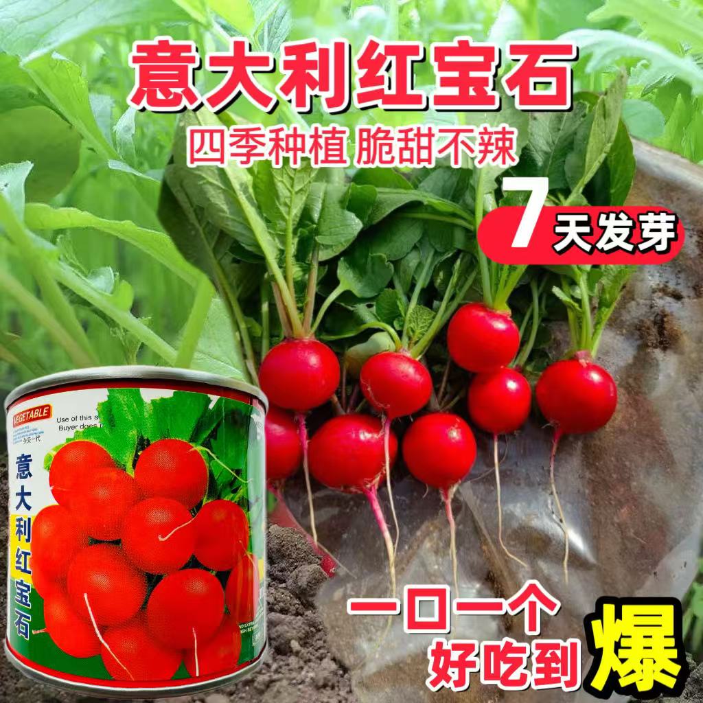 意大利红宝石樱桃萝卜种