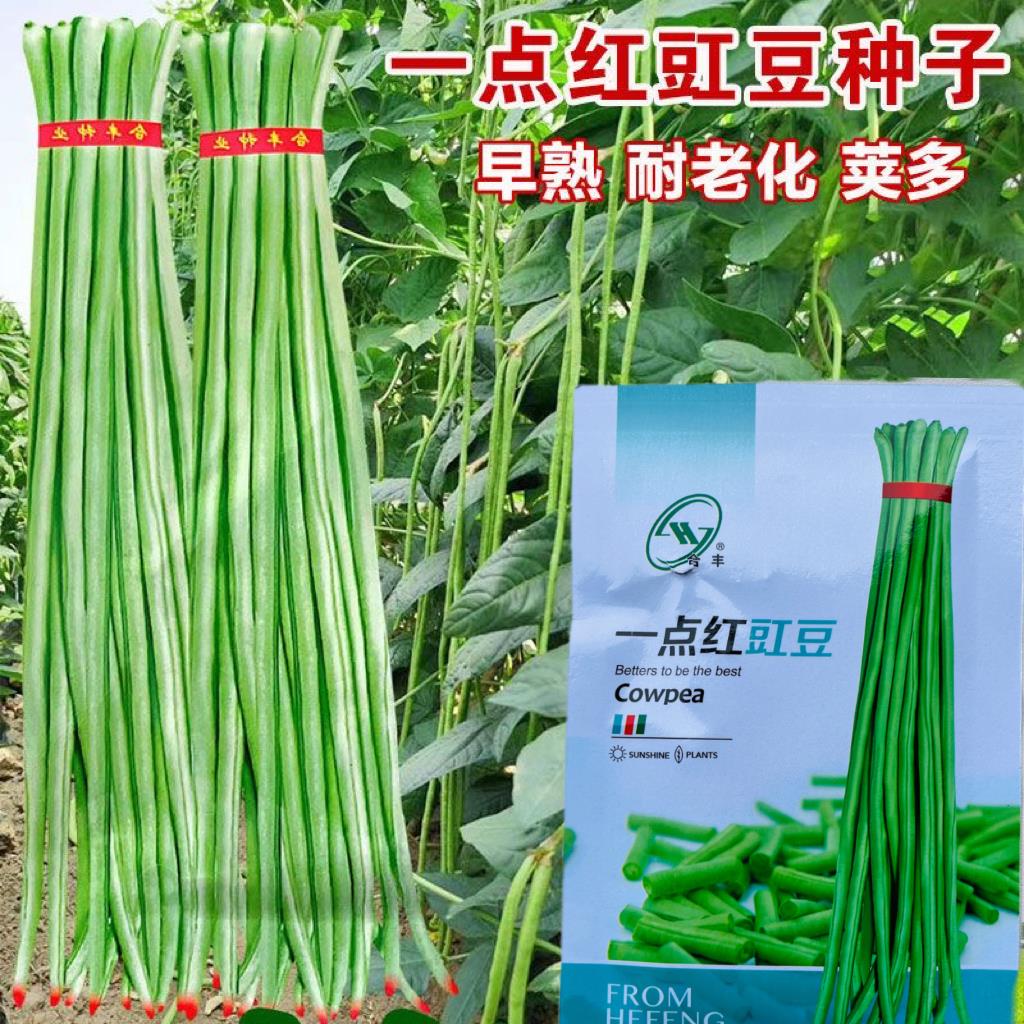 一点红豇豆种子特长四季图片