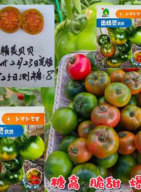 番精灵贝贝水果番茄种子优质草莓番茄籽早熟无限生长高糖口感番茄
