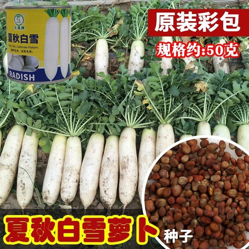 大禹夏秋白雪白萝卜种籽耐热高产白丽春长圆柱形脆嫩白萝卜籽