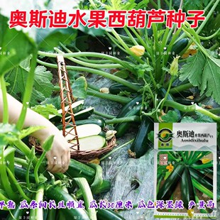 奥斯迪水果西葫芦种子墨绿黑绿皮长条西葫芦种籽特色稀有角瓜种孑
