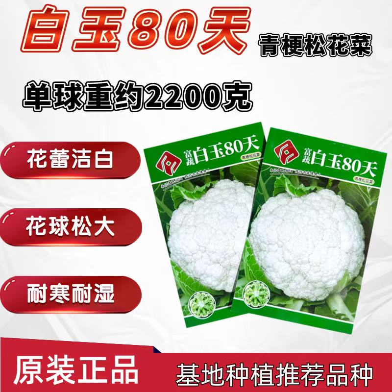 白玉80天青梗松花菜种子