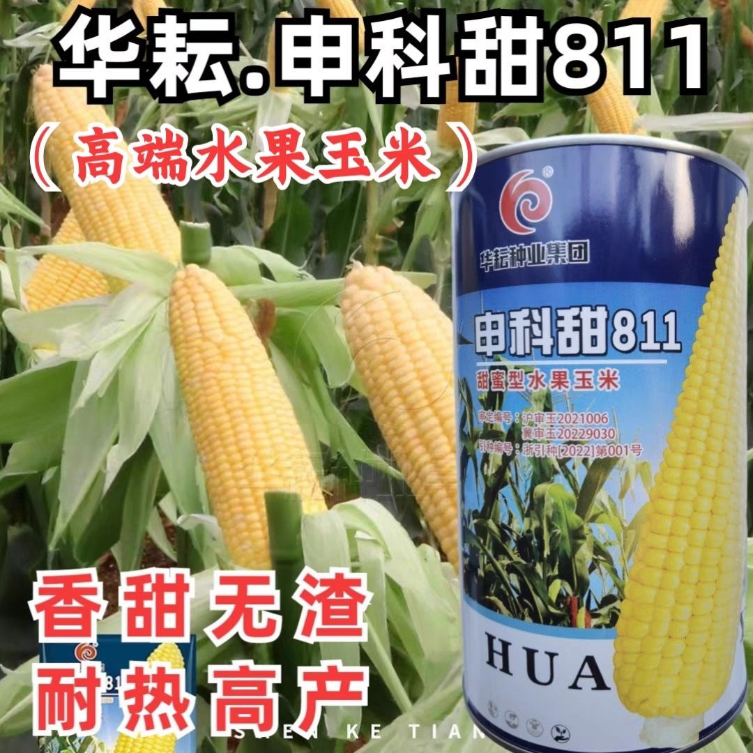 申科甜811甜蜜型水果玉米种子皮薄多汁春秋季鲜食玉米种籽孑国审