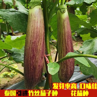 泰国竹丝糯茄种子长圆白绿线茄子种籽春秋阳台盆栽蔬菜种孑苗秧