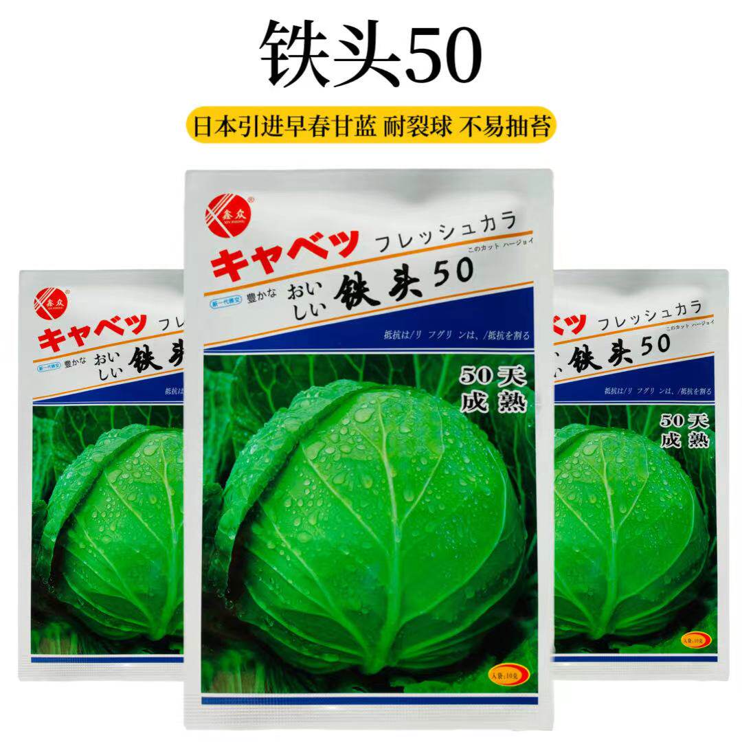 日本铁头50甘蓝种子早熟圆球结球